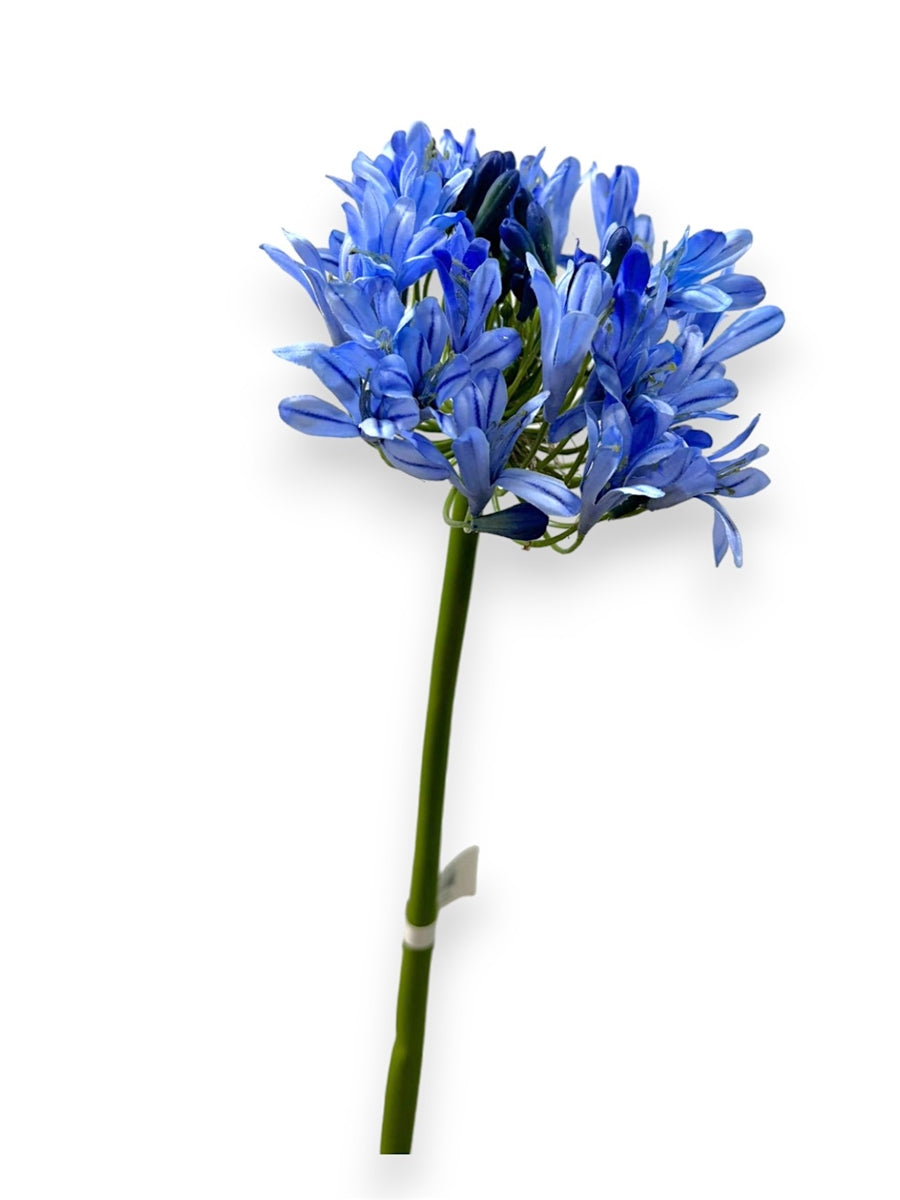 Agapanthus