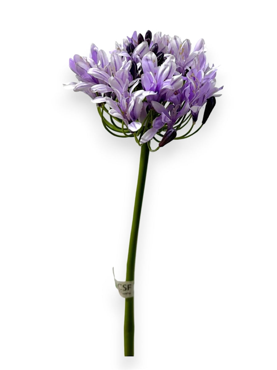 AGAPANTHUS 28"