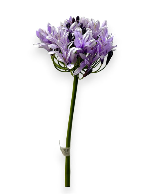 AGAPANTHUS 28"
