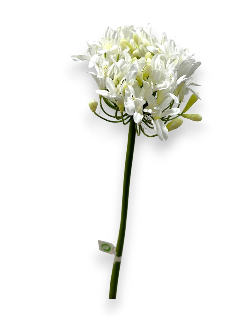 AGAPANTHUS 28"