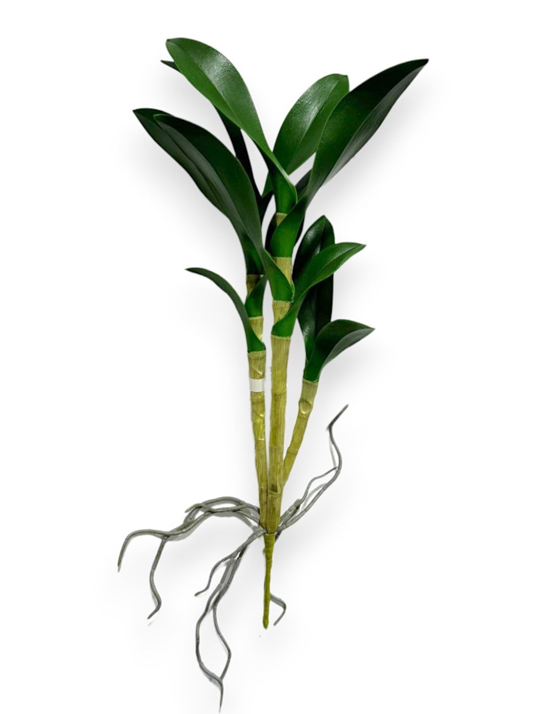 ORCH.CYMB.FOLIAGE 18"