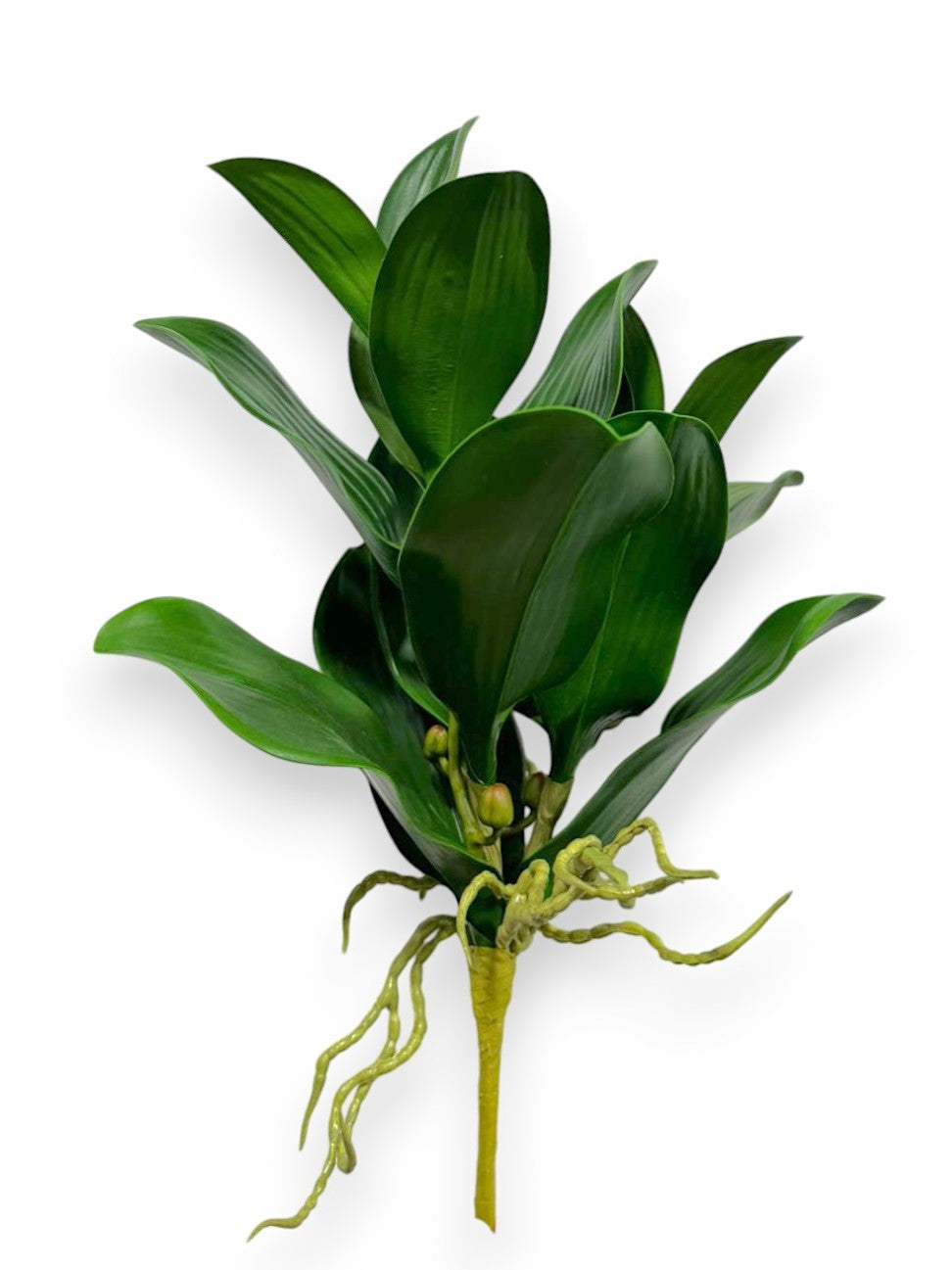 Phalaenopsis Orchid Foliage Spray 15"