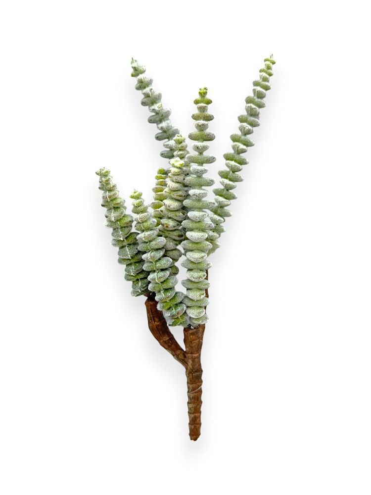 SUCCULENT PICKX3 11.5 UV
