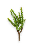 SUCCULENT PICKX3 11.5 UV