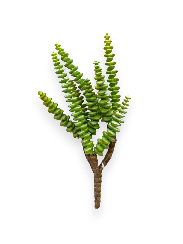 SUCCULENT PICKX3 11.5 UV
