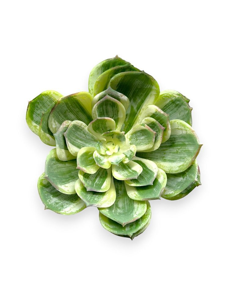SUCCULENT PICK 7.5"