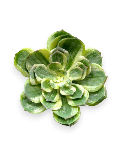 SUCCULENT PICK 7.5"