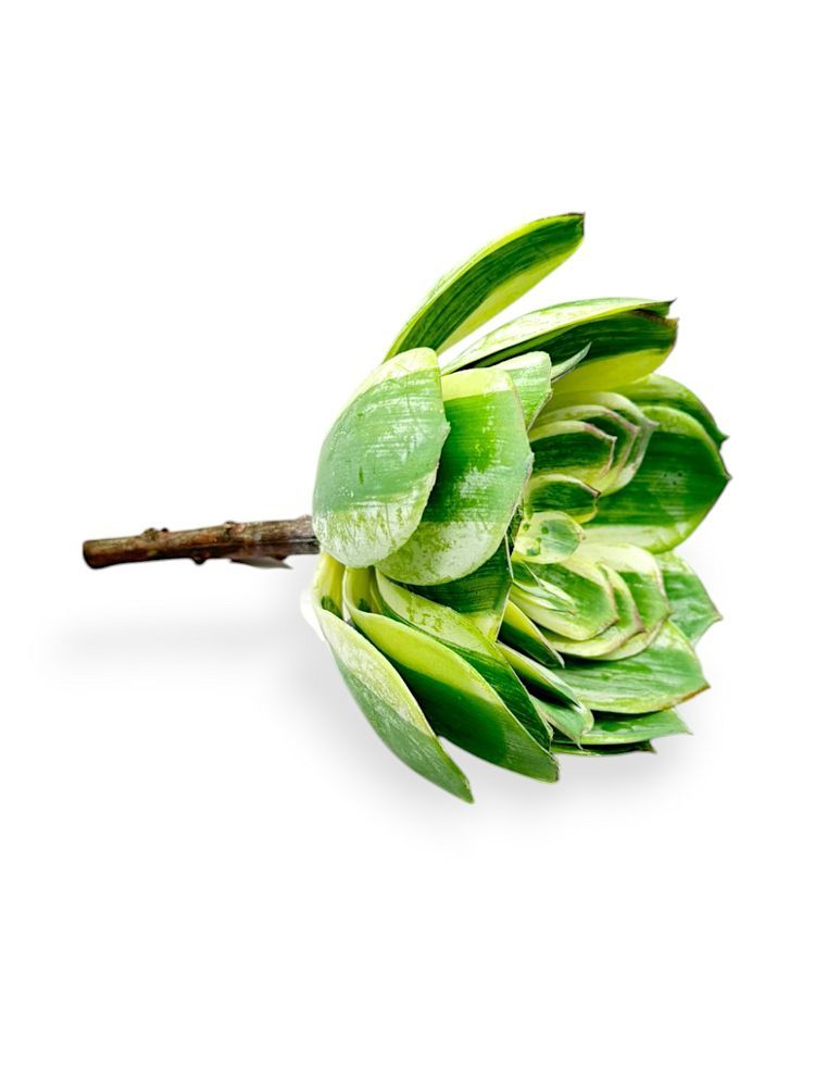 SUCCULENT PICK 7.5"