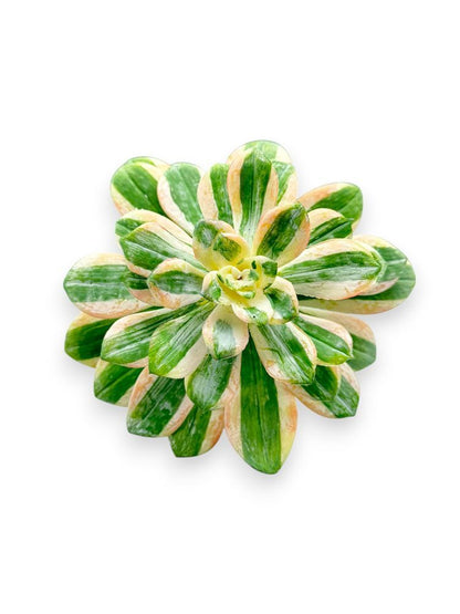 SUCCULENT PICK 12"