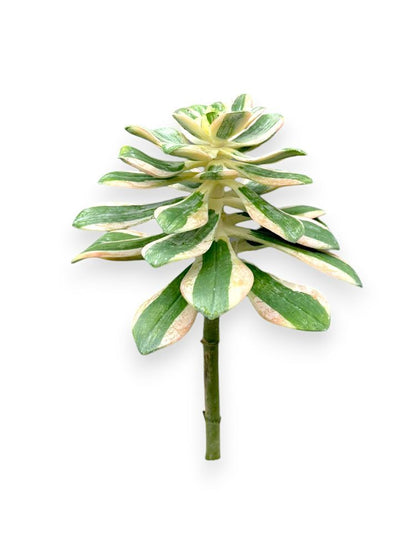 SUCCULENT PICK 12"