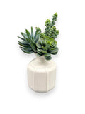 MIX SUCCULENT POT 8.5"