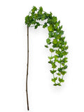 SUCCULENT TEARDROP 37"