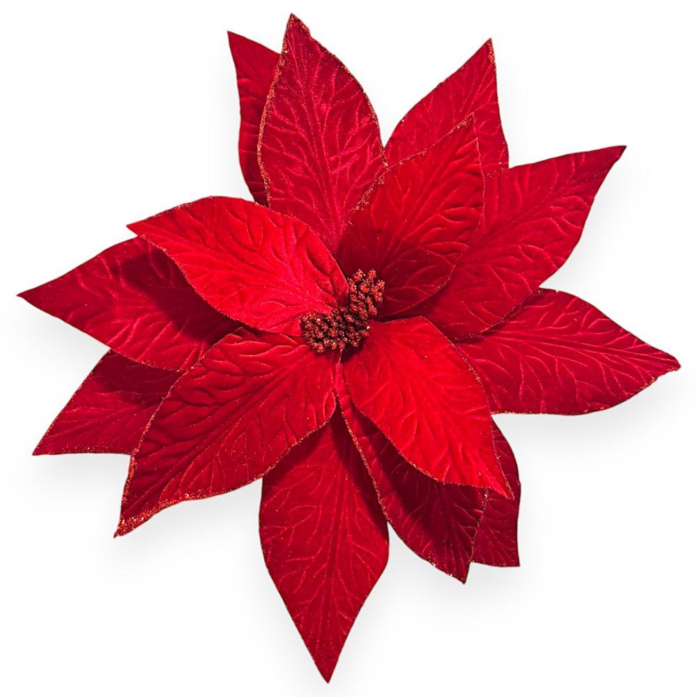 Big Traditional Poinsettia