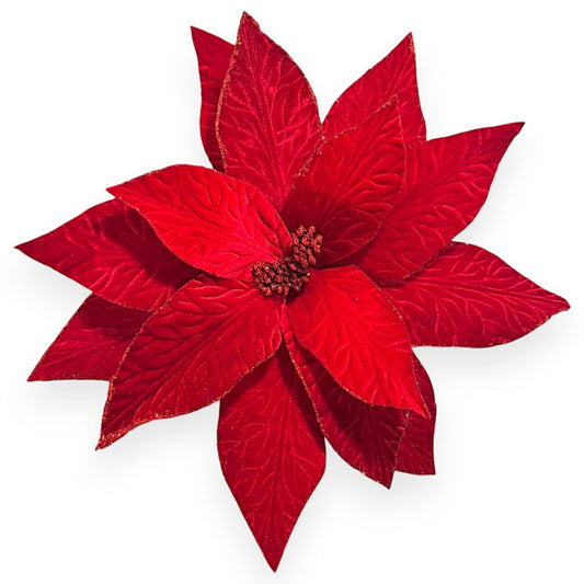 Big Traditional Poinsettia