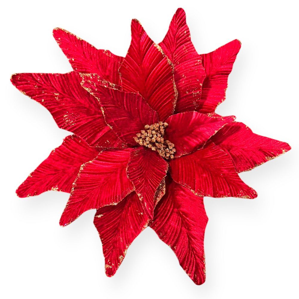 Big Velvet Poinsettia