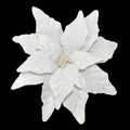 Big Velvet Poinsettia