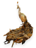 Gold & Brown Feathered Peacock with Crown