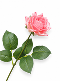 Natural Touch Single Rose Stem 17"