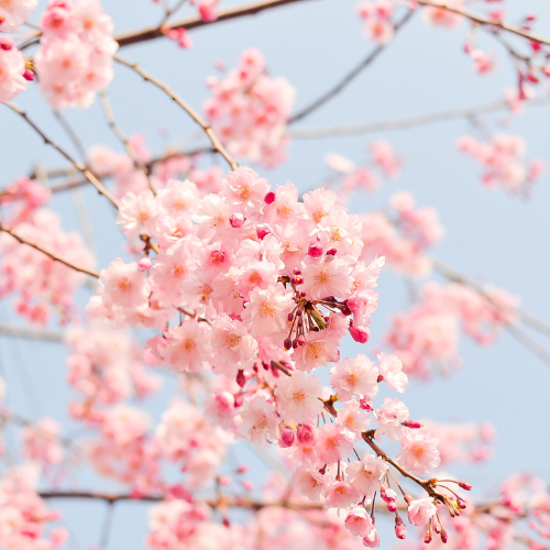 Blossoms