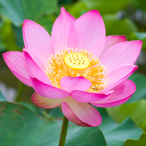 Lotus/ Water Lily