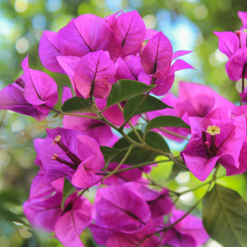 Bougainvillea