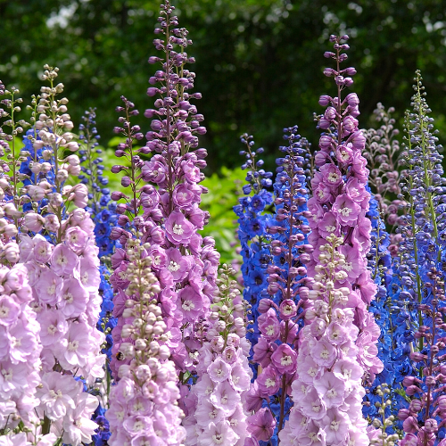 Delphinium