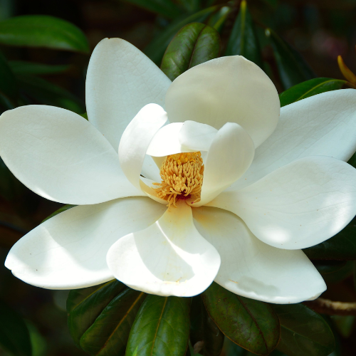 Magnolia