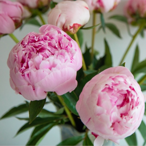 Peony