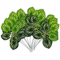 Peperomia Leaf Spray 17" (12pcs)
