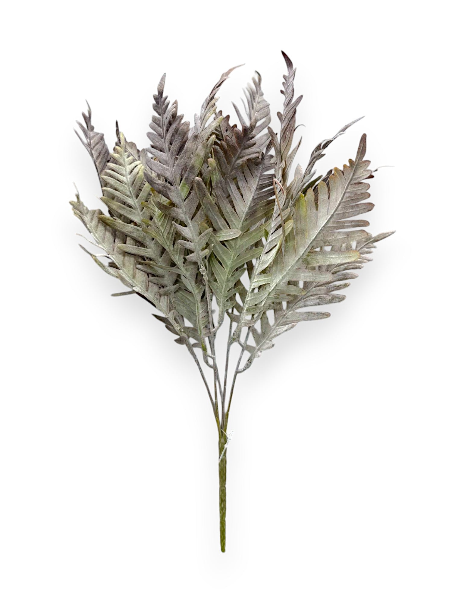 FERN BUSH DUSTY 2PCS