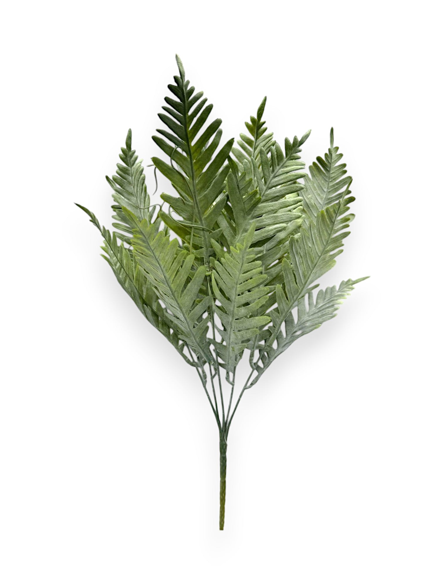 FERN BUSH DUSTY 2PCS
