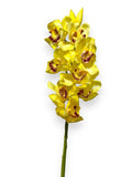 CYMBIDIUM X8