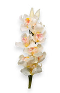 CYMBIDIUM X8