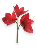 ORCHID CYMB.X3 PICK
