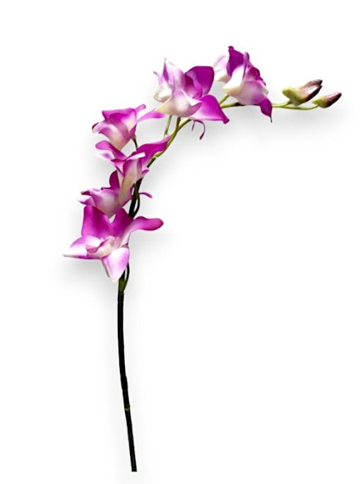 ORCHID DENDROB. 24"