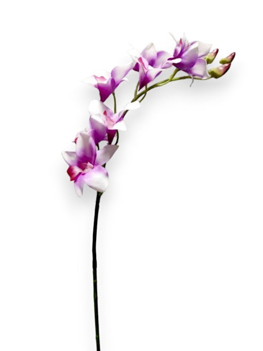 ORCHID DENDROB. 24"