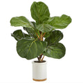 FIDDLE LEAF IN WHITE CERAMIC POT