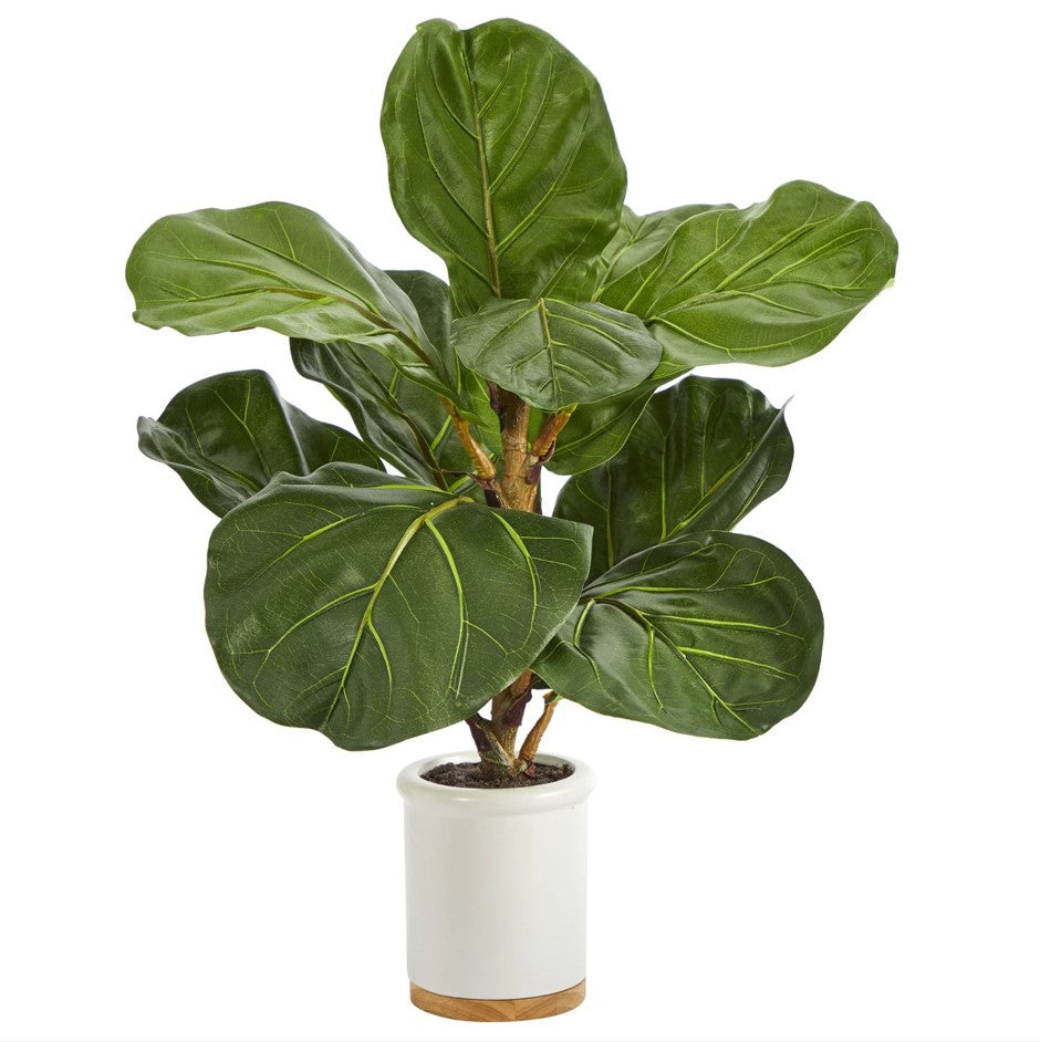 FIDDLE LEAF IN WHITE CERAMIC POT