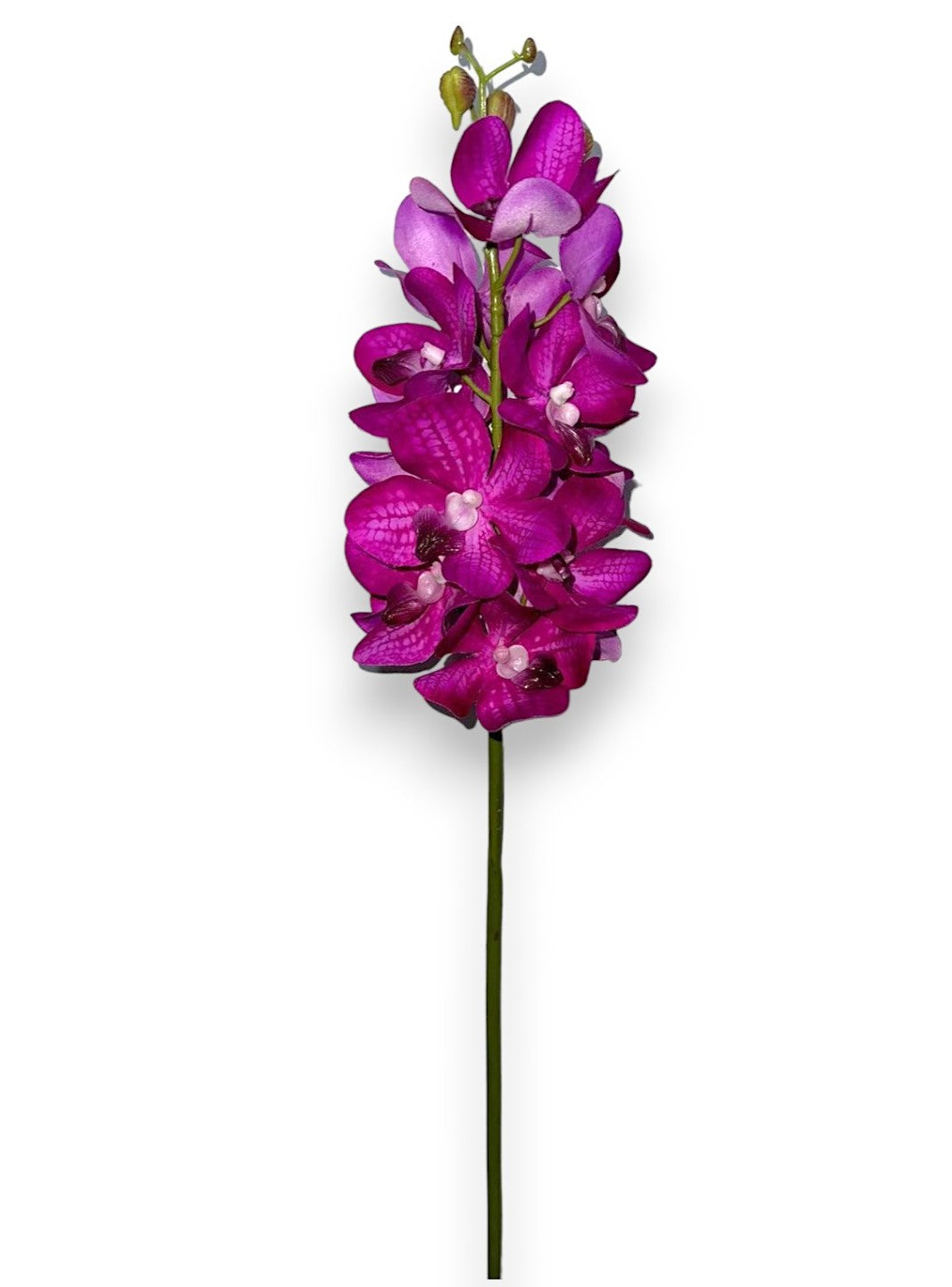 Vanda Orchid 27"
