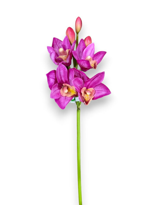 Cymbidium X4+3BUD 19"