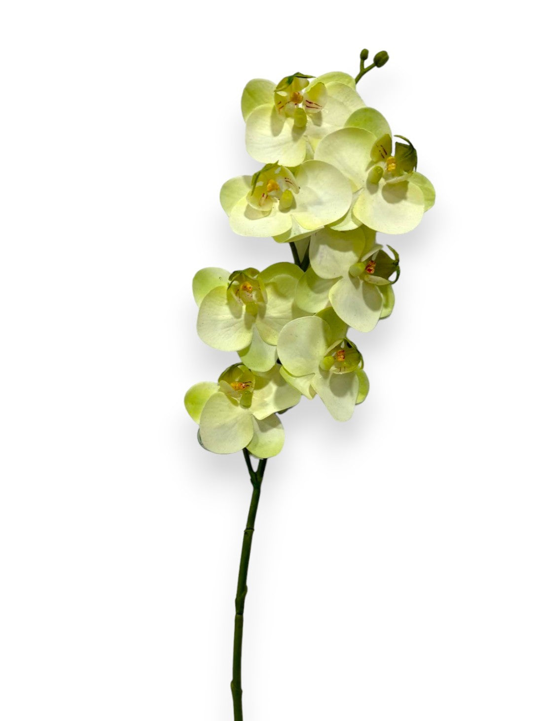 MINI ORCHID PHAL.X7F