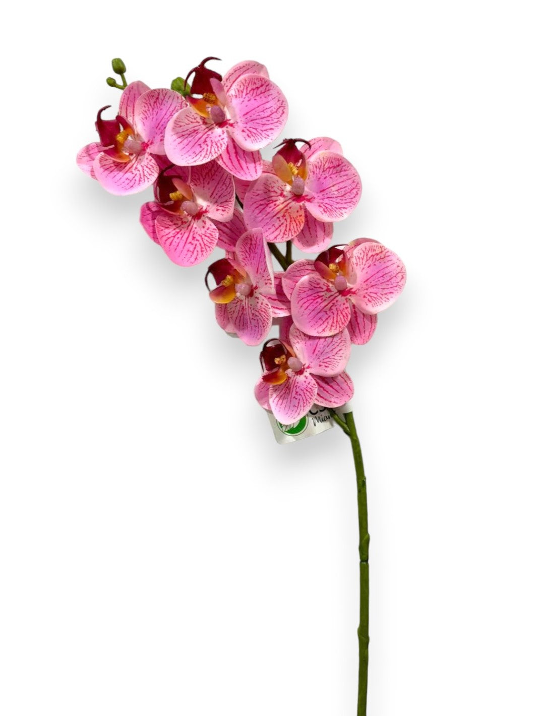 MINI ORCHID PHAL.X7F