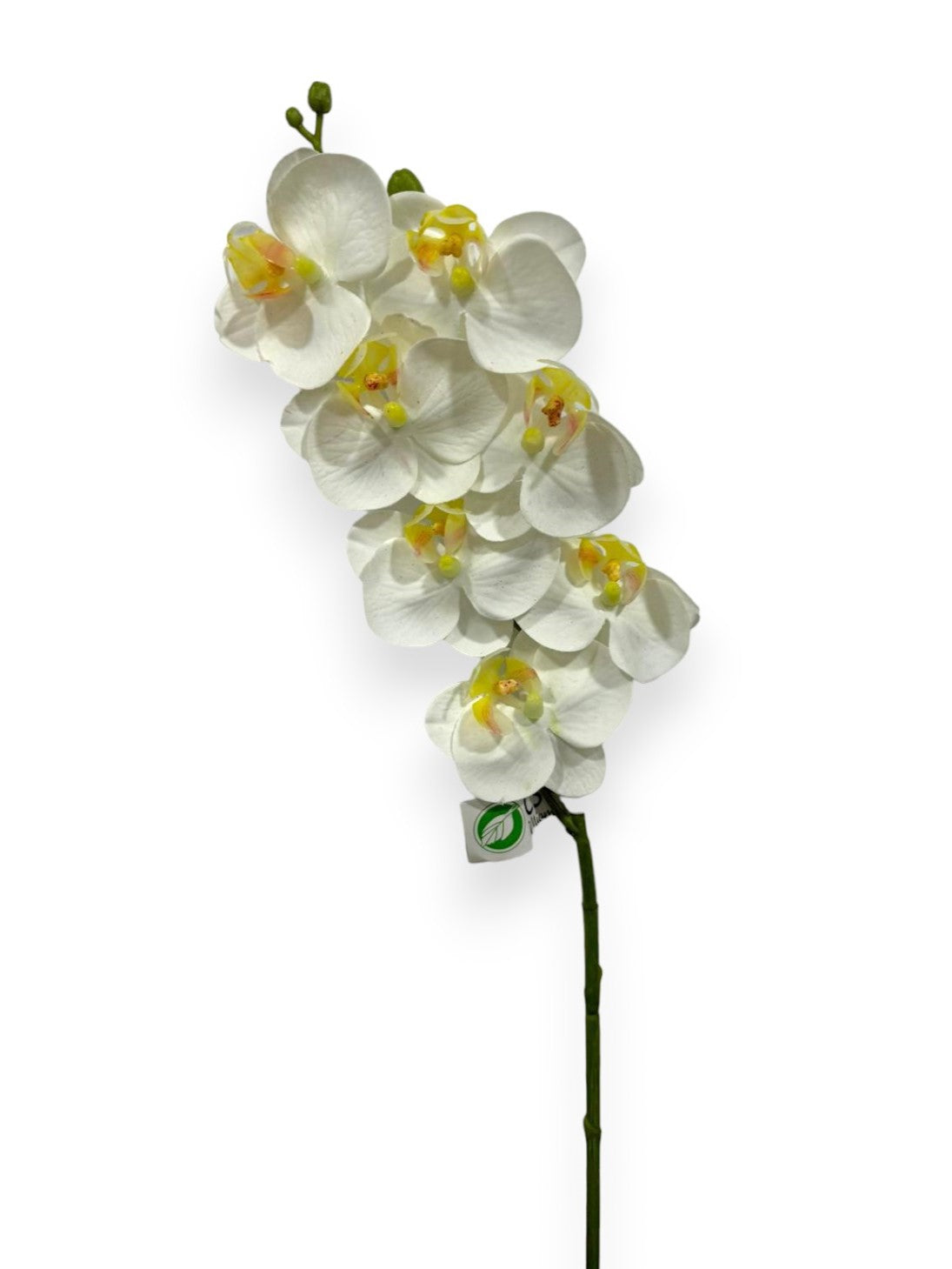 MINI ORCHID PHAL.X7F