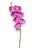 MINI ORCHID PHAL.X7F