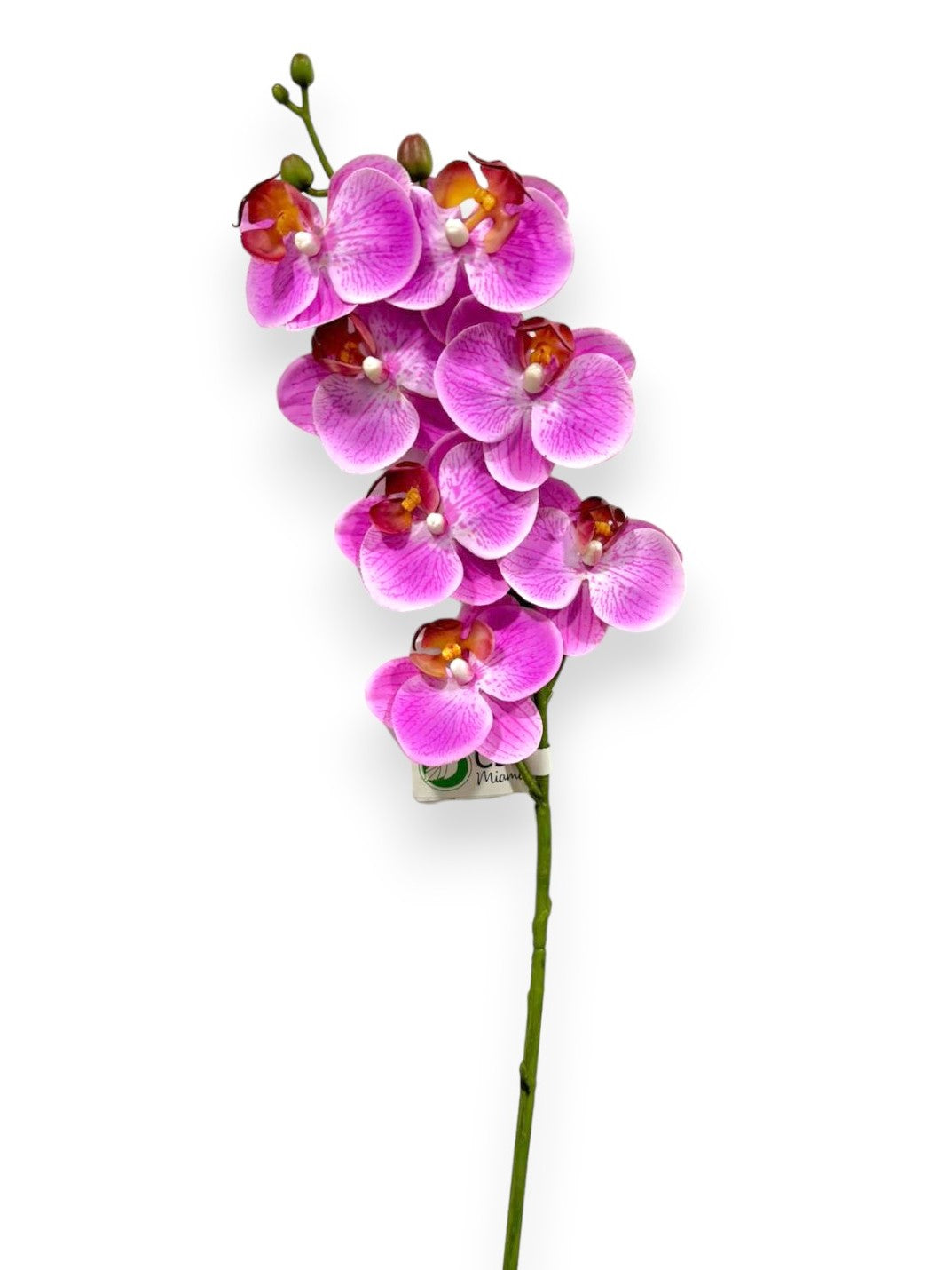 MINI ORCHID PHAL.X7F