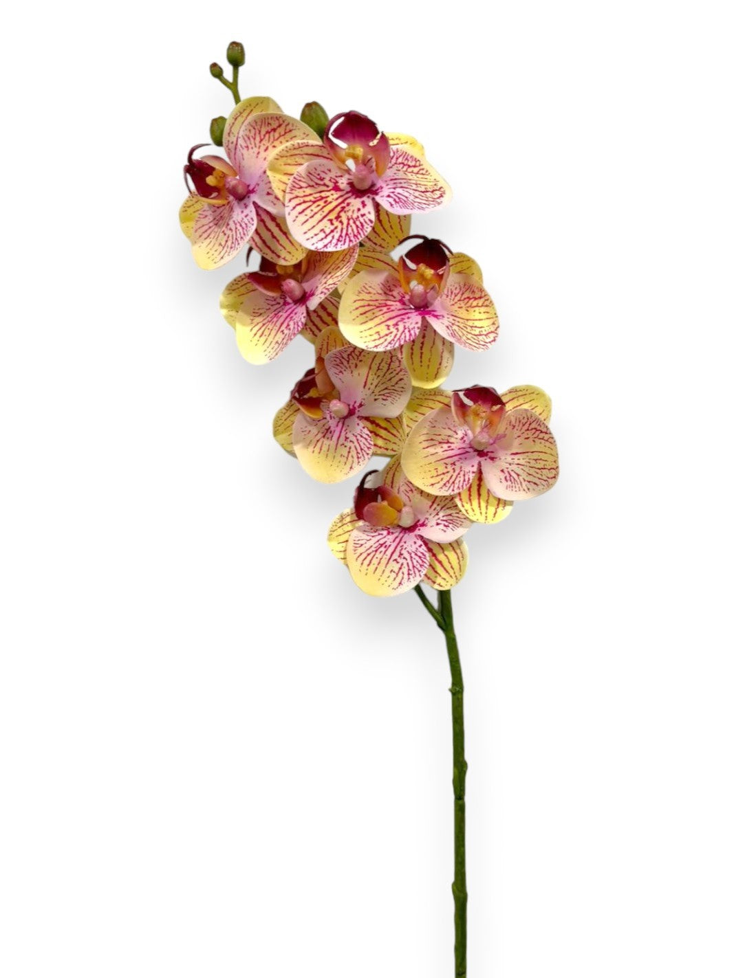 MINI ORCHID PHAL.X7F