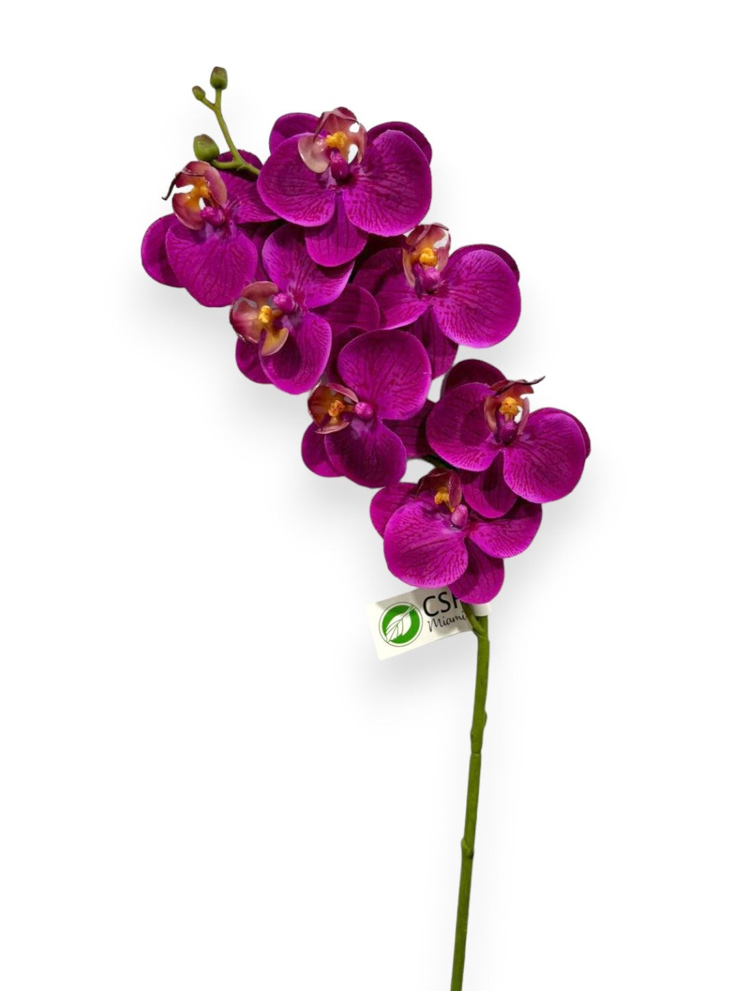 MINI ORCHID PHAL.X7F