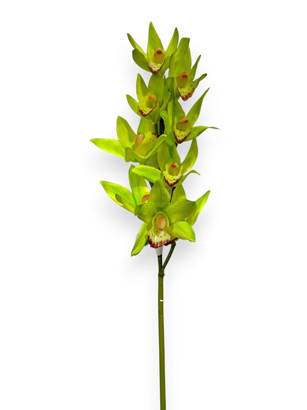 Cymb Rondo ORCHID CYMB.X9F 30