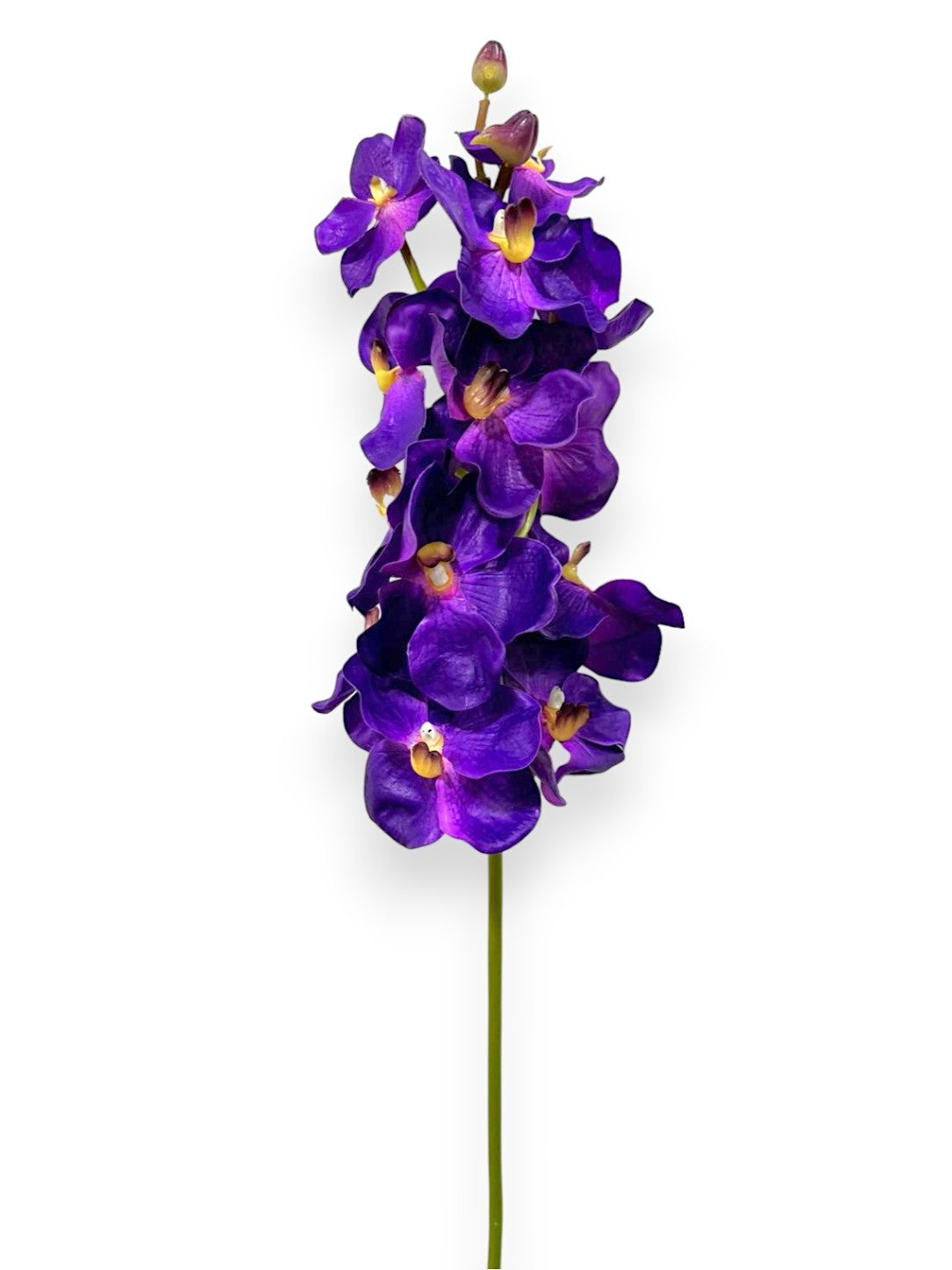 Orchid Vanda X13