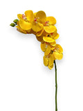 PHAL. STEM 37"